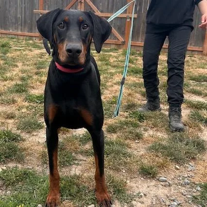 An adult large-sized female Doberman Pinscher dog named Ember for adoption in Port Angeles, WA