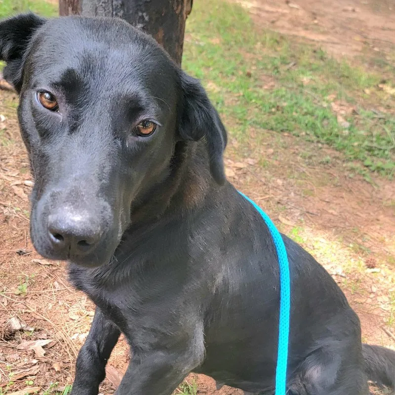An adult large-sized female Black Labrador Retriever dog named Daisy for adoption in Valley, AL