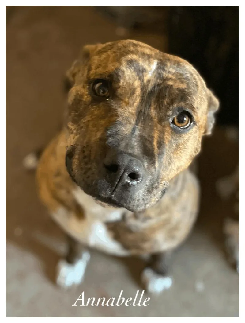 An adult medium-sized female Pit Bull Terrier dog named Annabell for adoption in Canyon, TX