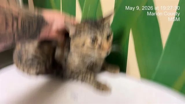 An adult small-sized female Domestic Short Hair cat named Baby for adoption in Ocala, FL