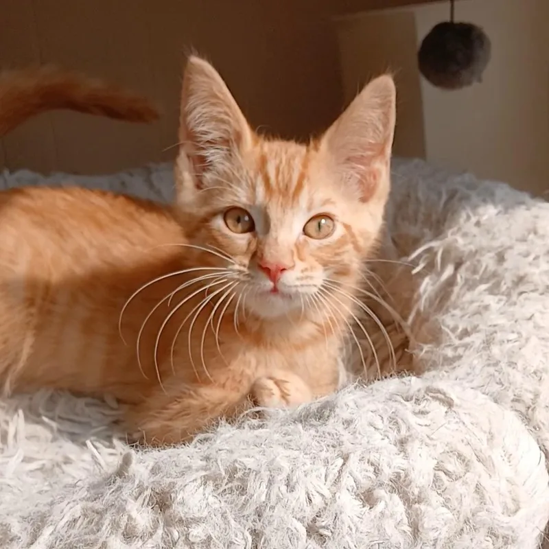 A young medium-sized male Tabby (Orange / Red) Domestic Short Hair cat named Amadeus for adoption in Farmington Hills, MI