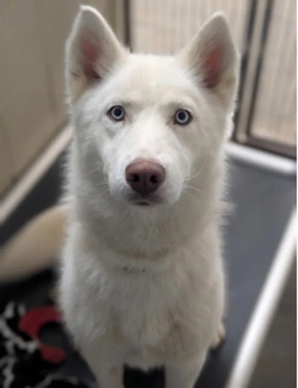 An adult medium-sized female Siberian Husky dog named Jolie for adoption in Stratham, NH