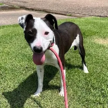 A young medium-sized male Terrier dog named Petey for adoption in Chelmsford, MA
