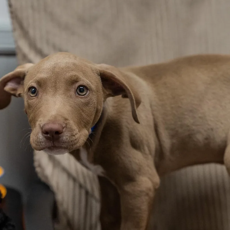 A baby medium-sized male Brown / Chocolate Labrador Retriever dog named Hershey for adoption in Pawling, NY