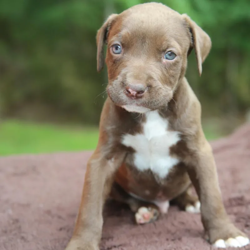 Hershey thumbnail 2