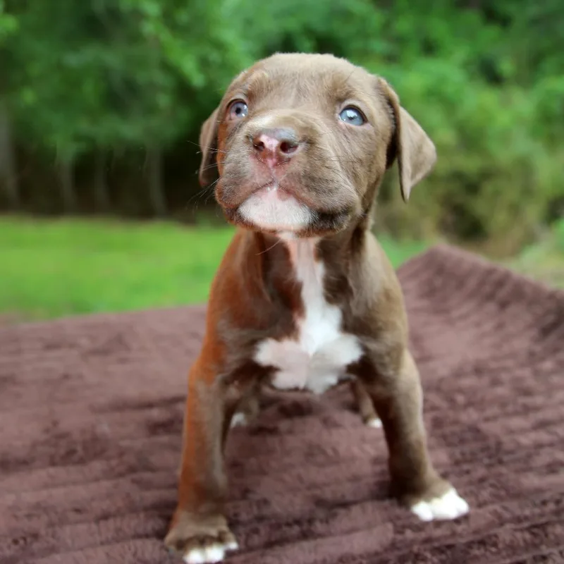 Hershey thumbnail 3