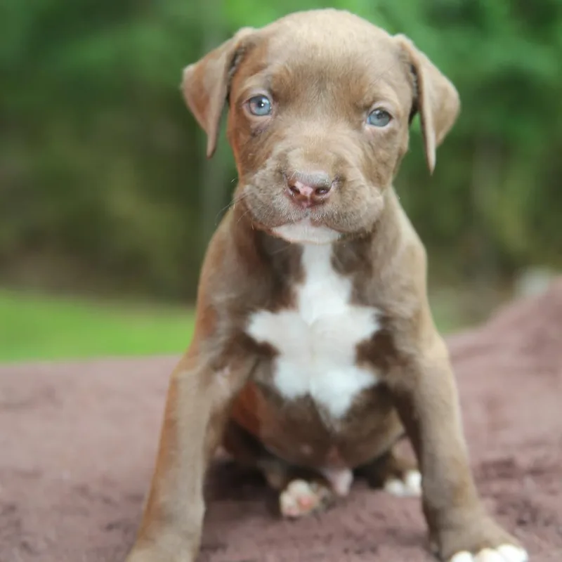 Hershey thumbnail 6