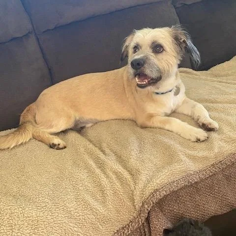 An adult medium-sized male Wheaten Terrier dog named Buddy for adoption in White Bear Lake, MN