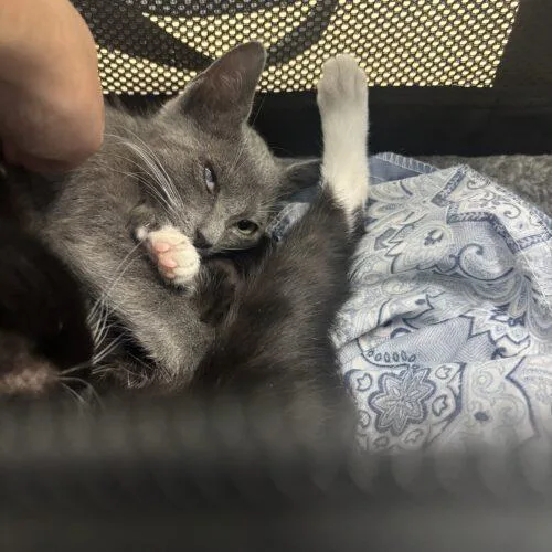 A baby small-sized female Tabby (Gray / Blue / Silver) Domestic Short Hair cat named Neptune for adoption in Tampa, FL