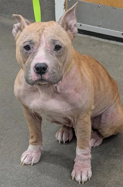 An adult medium-sized female Pit Bull Terrier dog named Darla for adoption in Upper Marlboro, MD