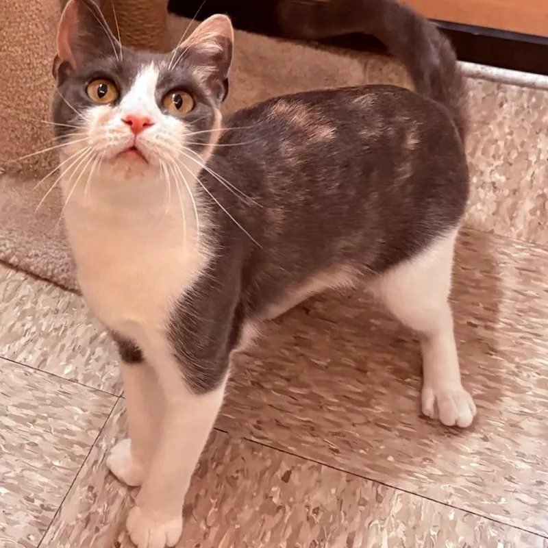 A young medium-sized female Calico Domestic Short Hair cat named Love Dove for adoption in Atlanta, GA