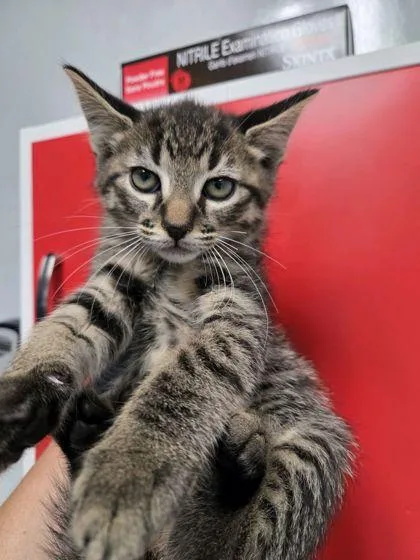 A young small-sized male Domestic Short Hair cat named B John for adoption in North Charleston, SC