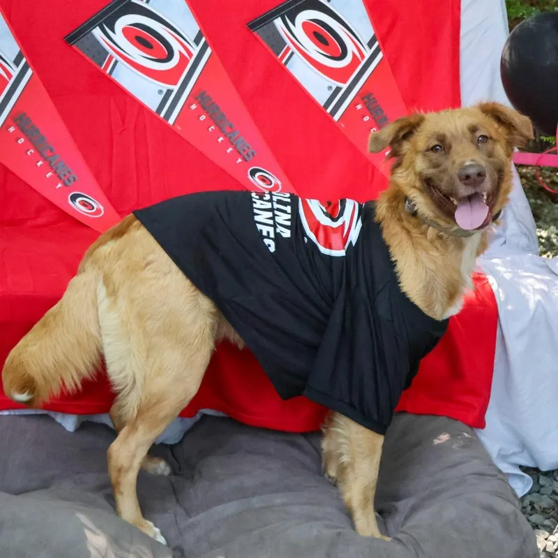 A young medium-sized female Brown / Chocolate Retriever dog named Boomani for adoption in Wake Forest, NC