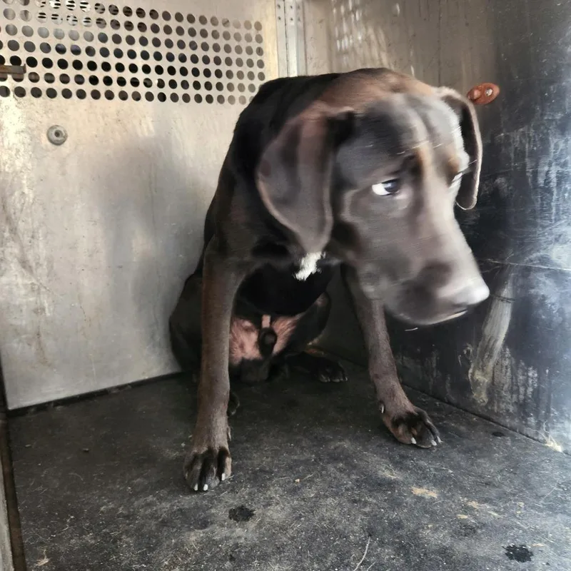 An adult large-sized male Black Labrador Retriever dog named Jefferson for adoption in Birmingham, AL