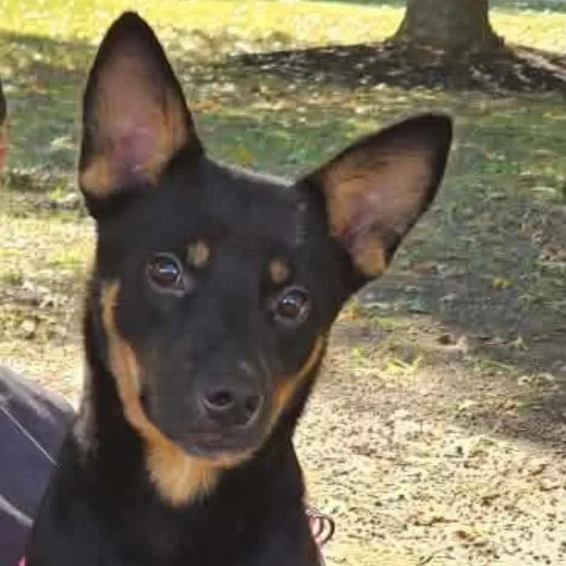 A young medium-sized female Black Shepherd dog named Jemma for adoption in Fort Payne, AL