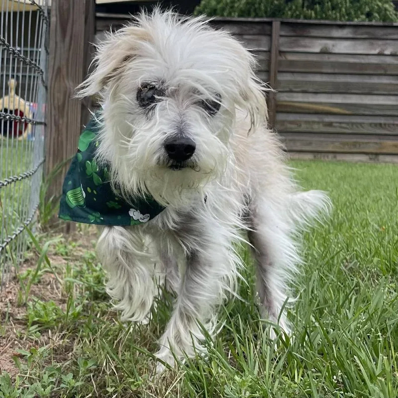 Howard Jones thumbnail 5