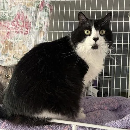 A senior large-sized male Black Domestic Long Hair cat named Toez for adoption in Reno, NV