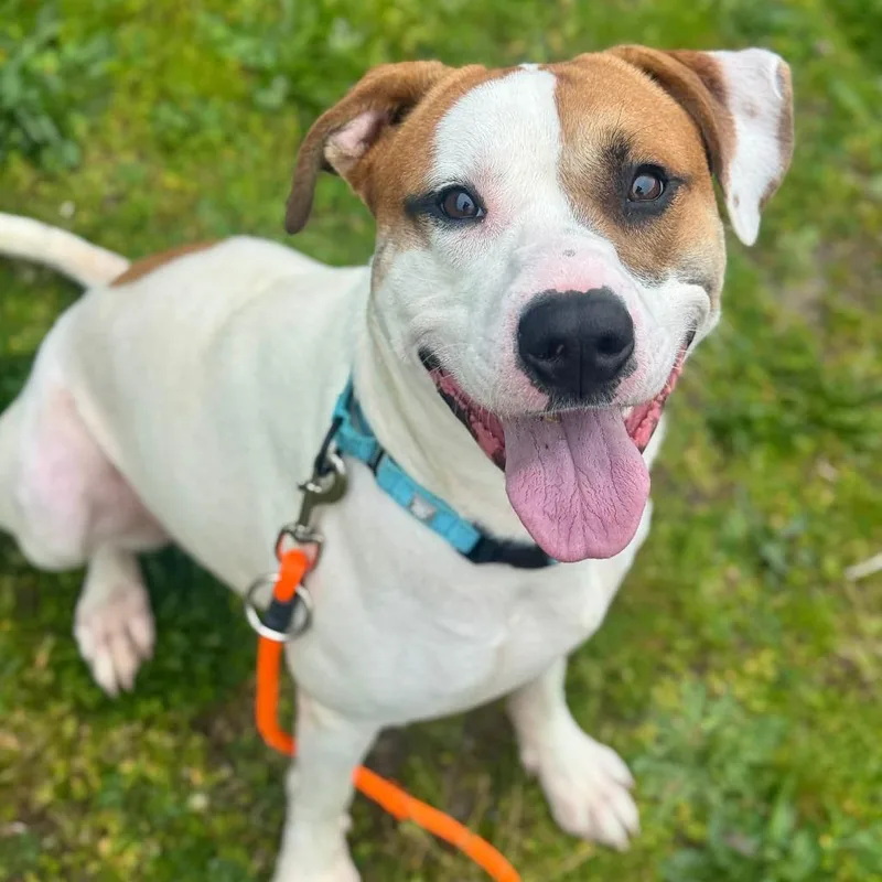 A young large-sized male White / Cream Pit Bull Terrier dog named Oden for adoption in Tacoma, WA