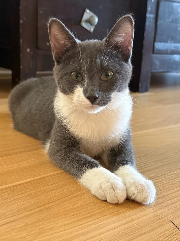 A baby medium-sized male Manx cat named Thistle for adoption in Youngsville, NC