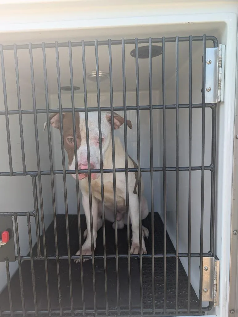 An adult medium-sized male Pit Bull Terrier dog named Dan for adoption in Vineland, NJ