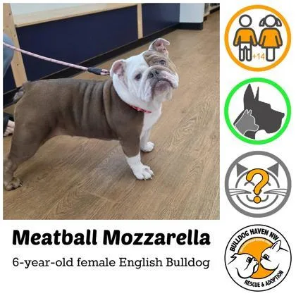 An adult medium-sized female White / Cream English Bulldog dog named Meatball Mozzarella for adoption in Bonney Lake, WA