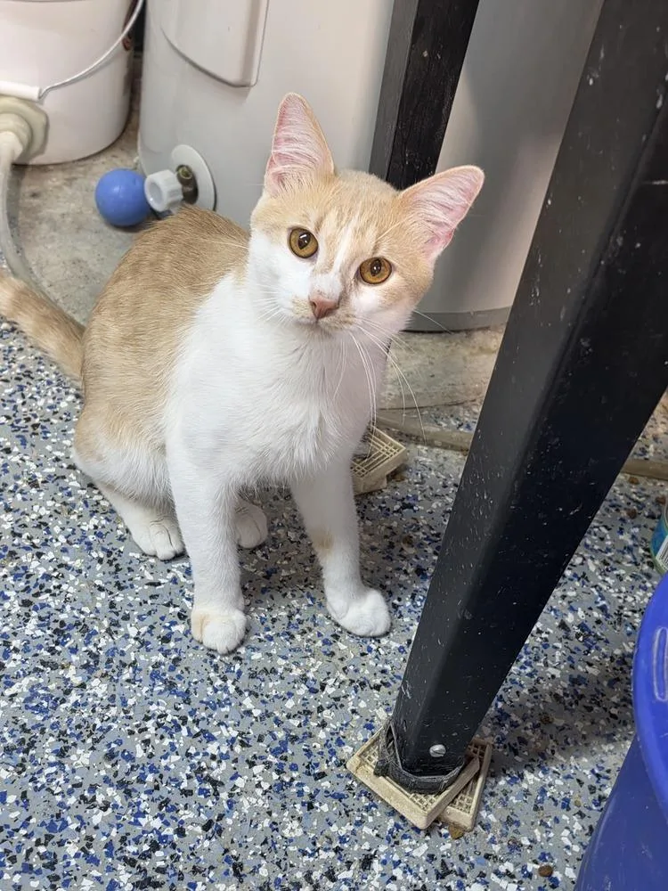 A young small-sized male Domestic Medium Hair cat named Leo for adoption in Mishawaka, IN