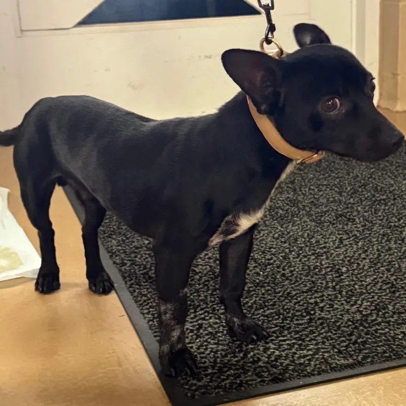 An adult small-sized male Mixed Breed dog named Pinguino for adoption in Winston-Salem, NC