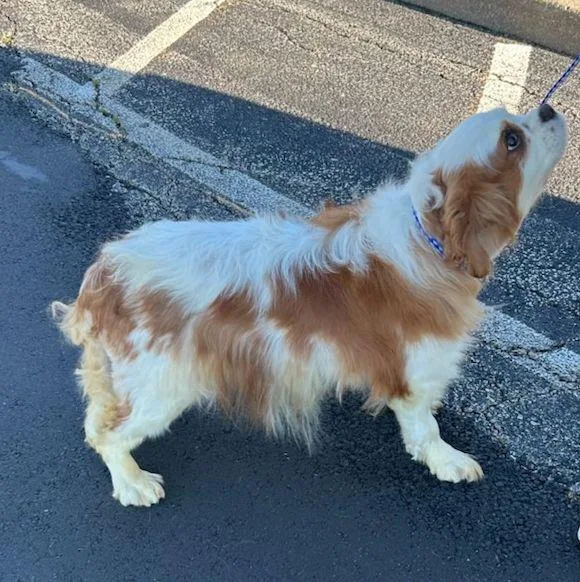 An adult small-sized female Cavalier King Charles Spaniel dog named Pansy for adoption in Rossford, OH