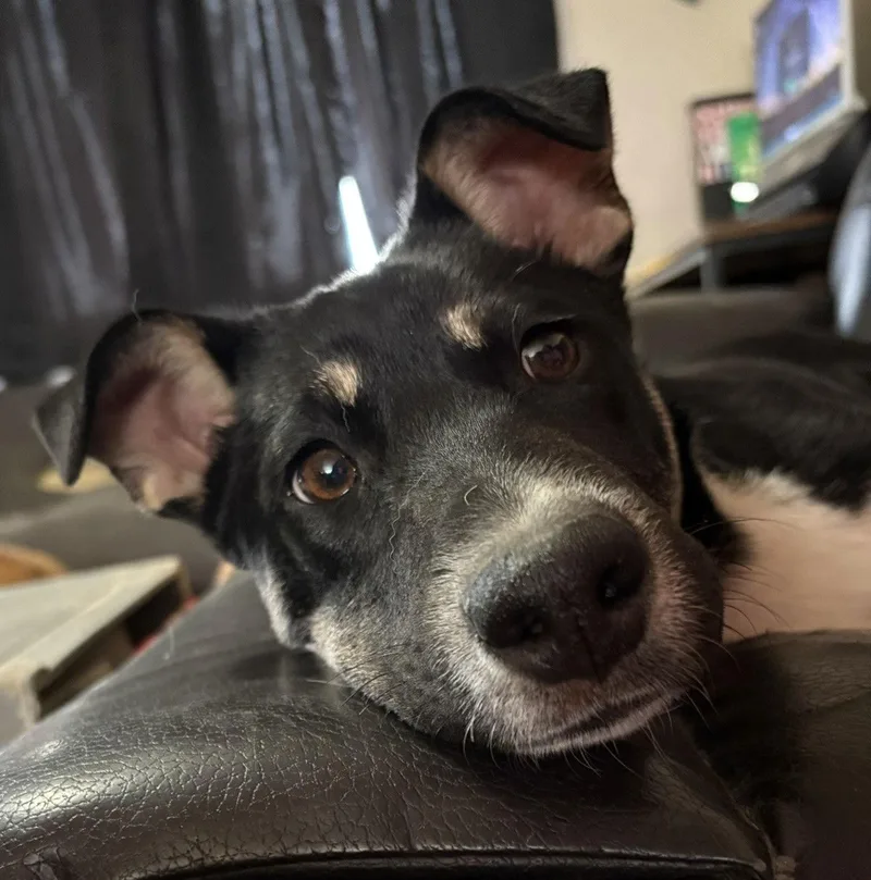 Bodhi