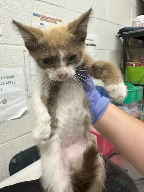 A baby small-sized male Domestic Short Hair cat named Moco for adoption in Chula Vista, CA
