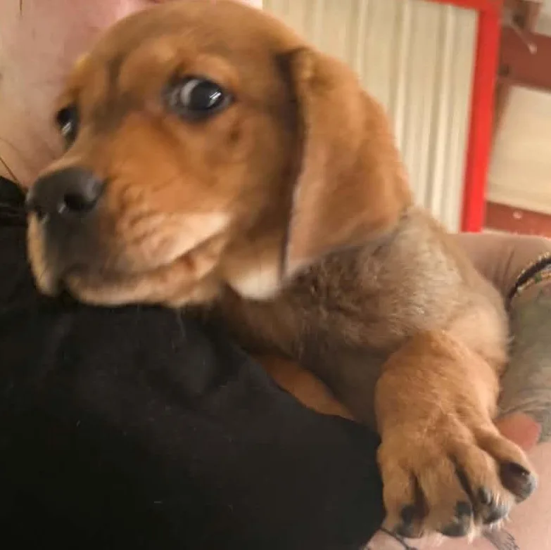 A baby medium-sized male Hound dog named Ren for adoption in Bishopville, SC