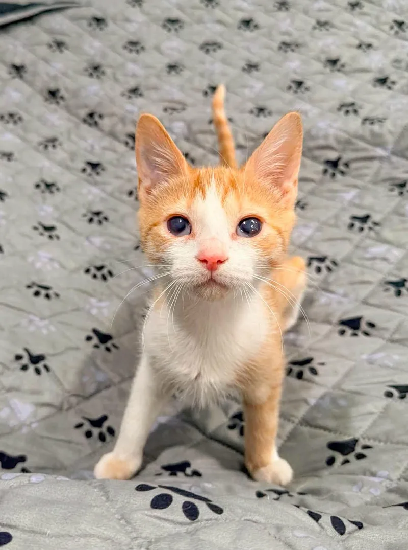 A baby medium-sized female Orange & White Domestic Short Hair cat named Eva for adoption in Mullica Hill, NJ