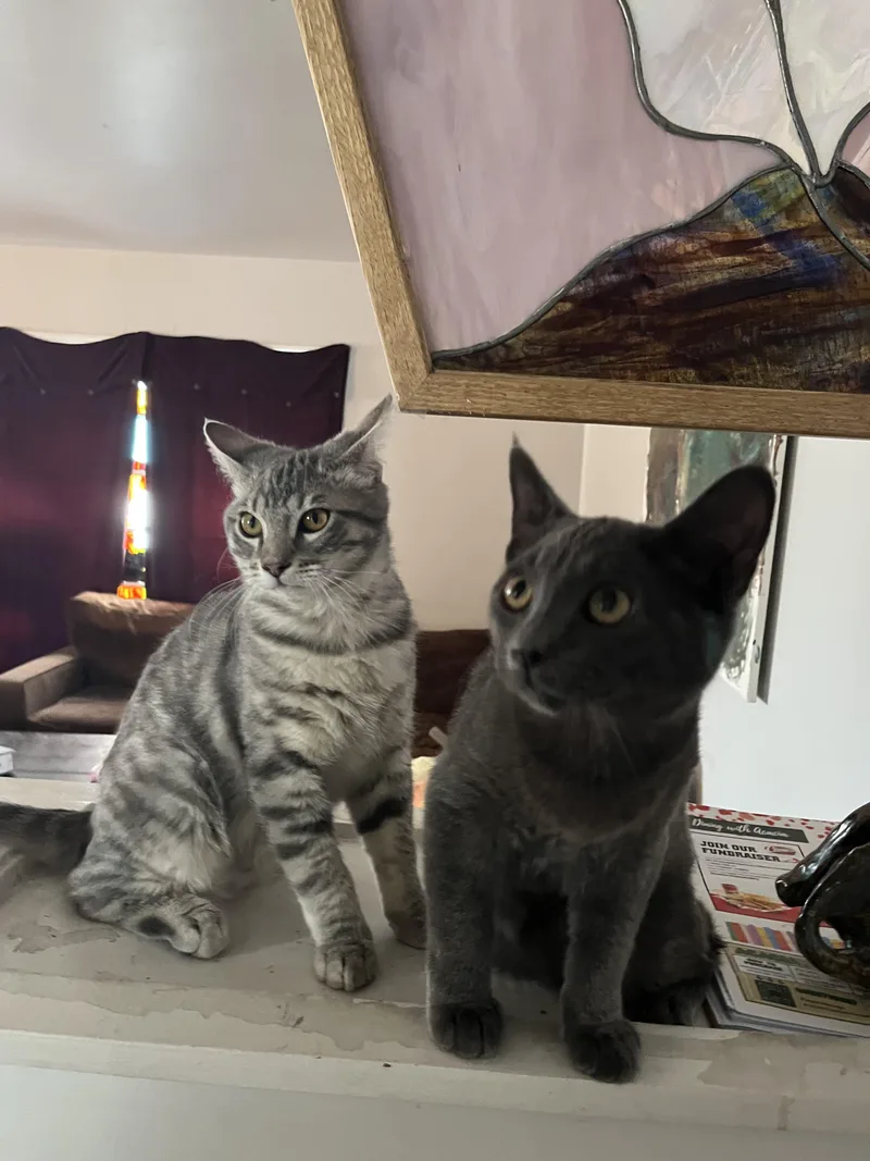 Frankie And Johnny thumbnail 2