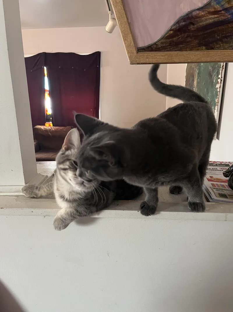 A young medium-sized female Smoke Russian Blue cat named Frankie And Johnny for adoption in Costa Mesa, CA