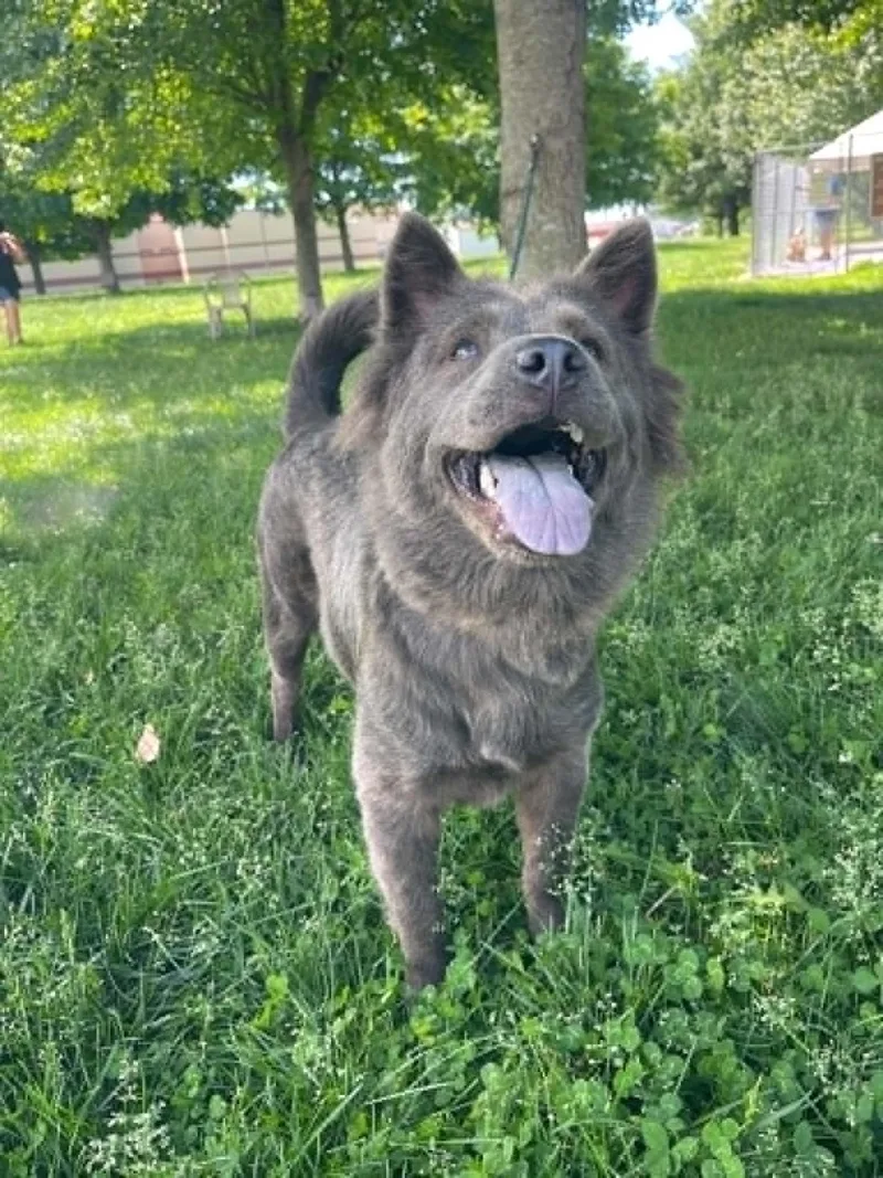A young medium-sized female Gray / Blue / Silver Chow Chow dog named Ash for adoption in Springfield, IL