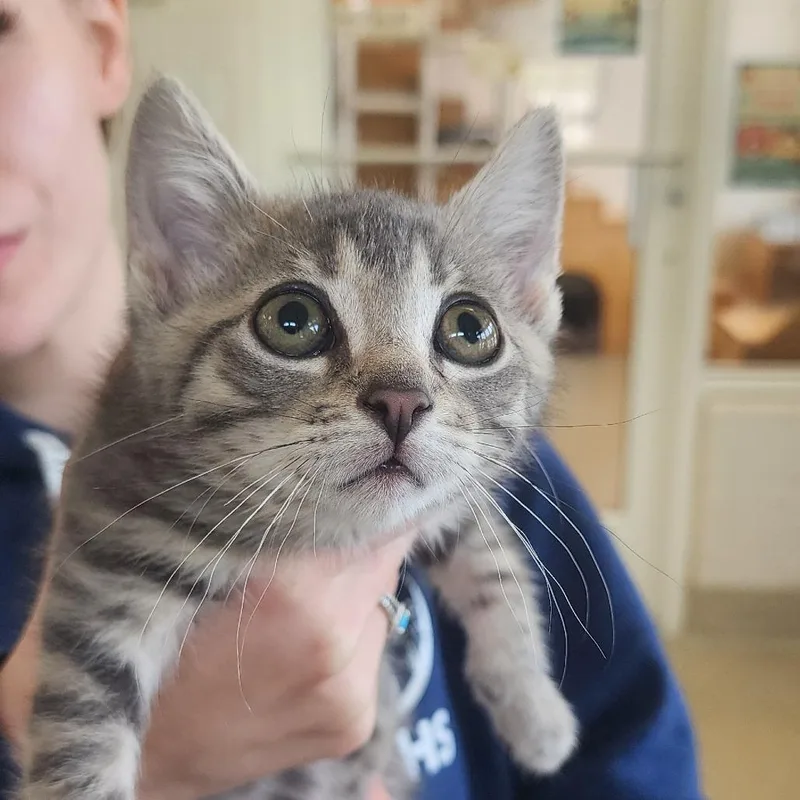 A baby small-sized male Gray / Blue / Silver Domestic Short Hair cat named Queso for adoption in Gloucester, VA