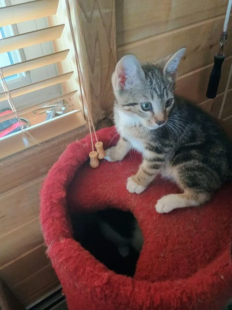 A baby small-sized male Domestic Short Hair cat named Donkey for adoption in Aurora, CO