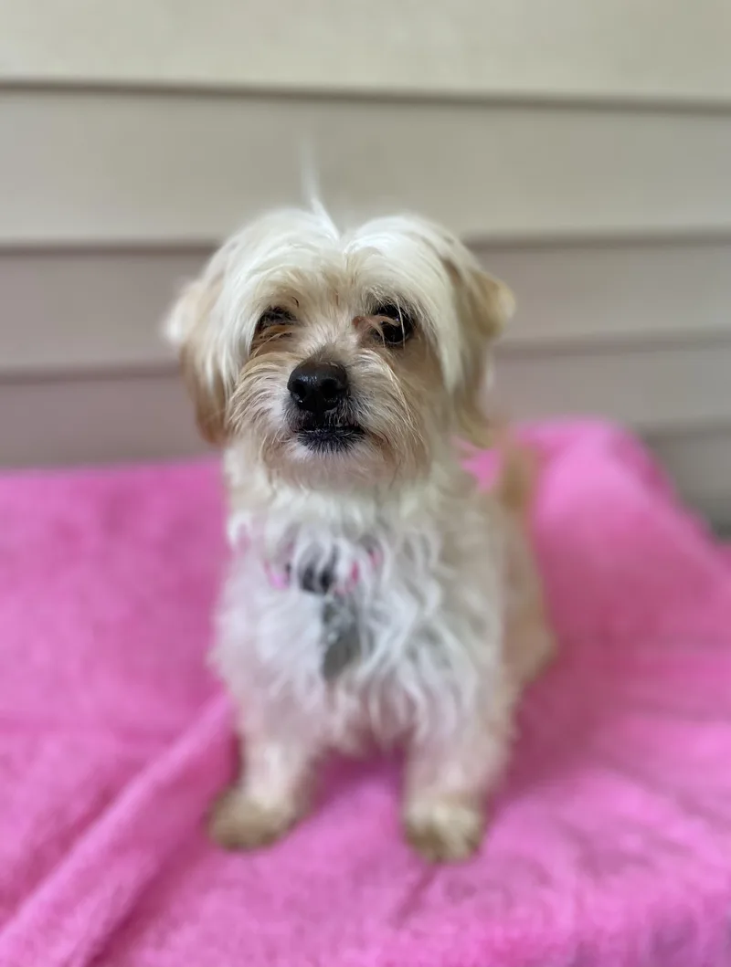 An adult small-sized female Maltese dog named Maggie for adoption in Oxford, MI