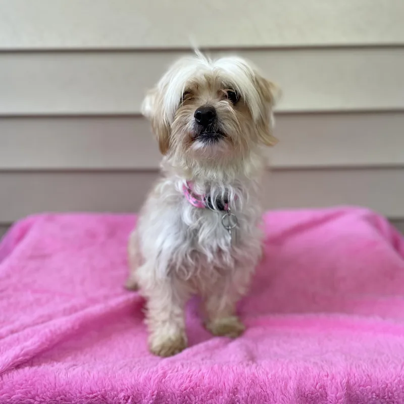 Maggie thumbnail 4