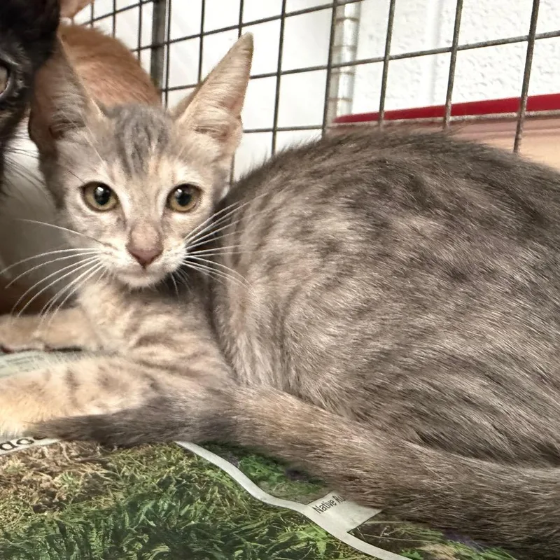 A baby small-sized female Gray / Blue / Silver Domestic Short Hair cat named Angel for adoption in Edinburg, TX
