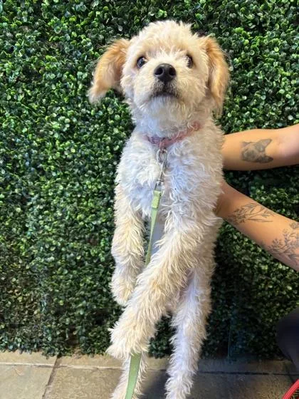 A young small-sized male Yellow / Tan / Blond / Fawn Miniature Poodle dog named 61583633 for adoption in El Paso, TX