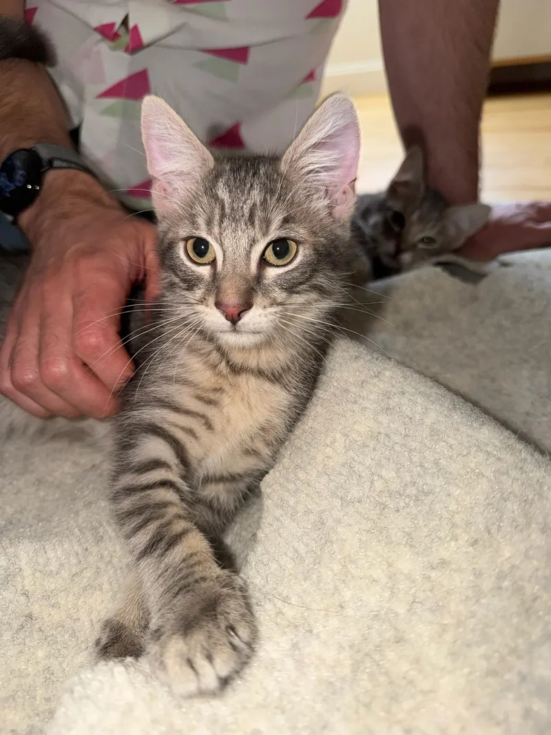 A baby medium-sized male Tabby (Gray / Blue / Silver) Domestic Medium Hair cat named Gator for adoption in Brooklyn, NY
