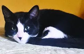 A baby medium-sized female Black & White / Tuxedo Tuxedo cat named Ladybug for adoption in Tiburon, CA