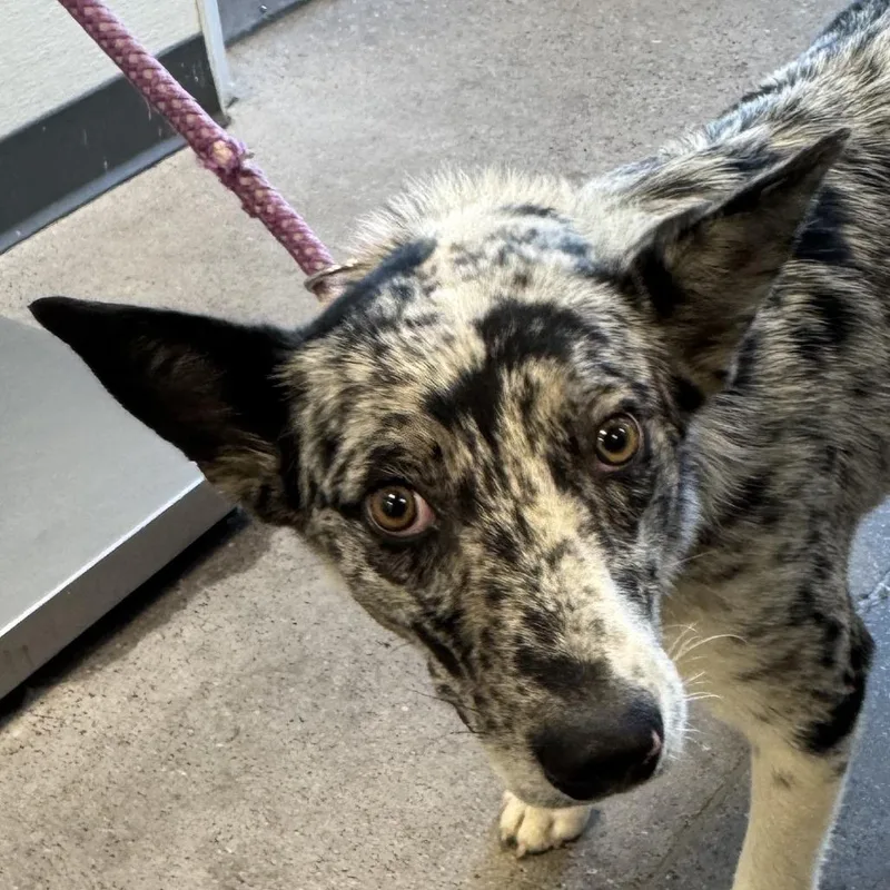 A young medium-sized male White / Cream Mixed Breed dog named Rocky for adoption in Las Cruces, NM
