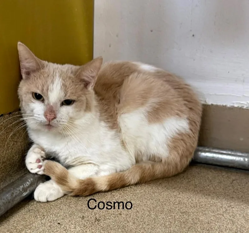 Cosmo