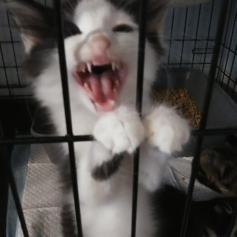 A baby medium-sized male Domestic Long Hair cat named Hansel one of for adoption in Port Wentworth, GA