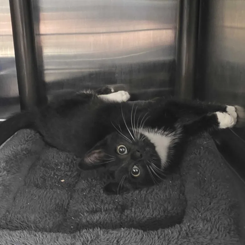 A baby small-sized male Black Domestic Short Hair cat named Micah for adoption in Falls Church, VA