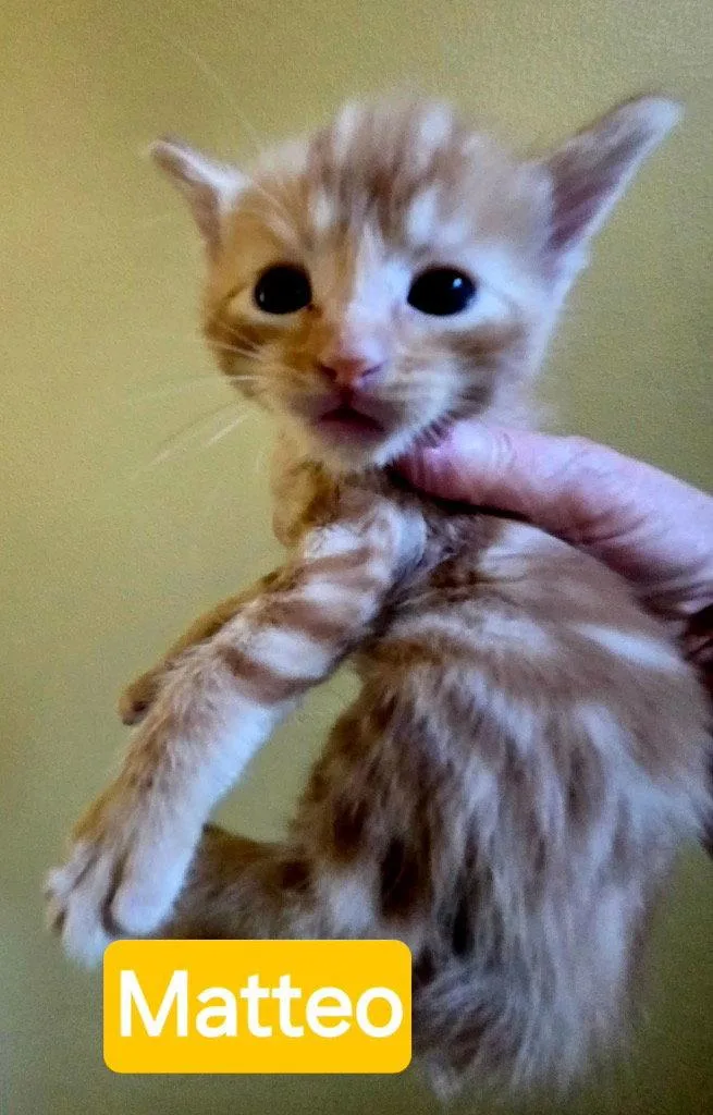Matteo