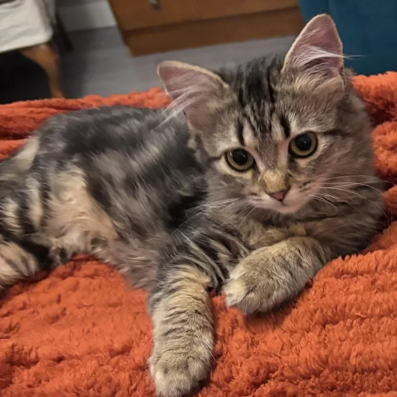 A young small-sized male Gray & White Tabby cat named Duffy for adoption in Newport, OR
