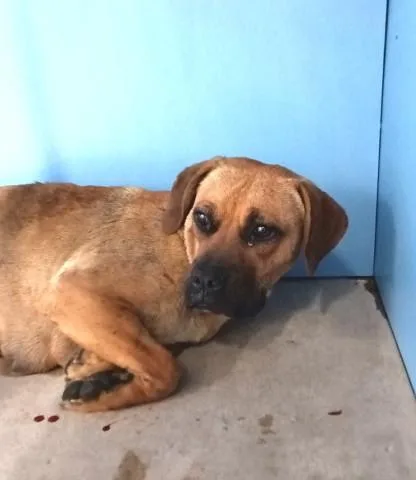 A young large-sized female Pit Bull Terrier dog named Paulina for adoption in San Bernardino, CA